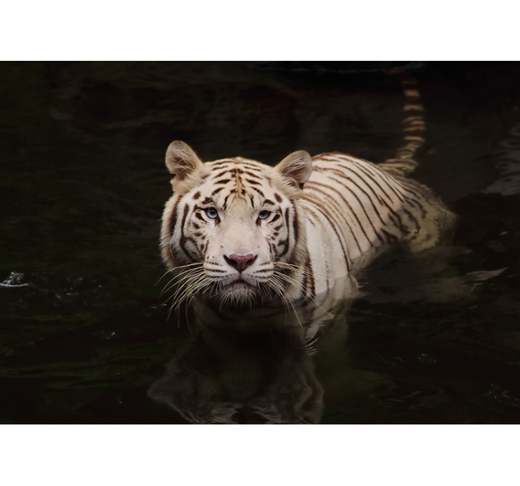 Fotomurali animali diversi sguardo di tigre bianca - TenStickers