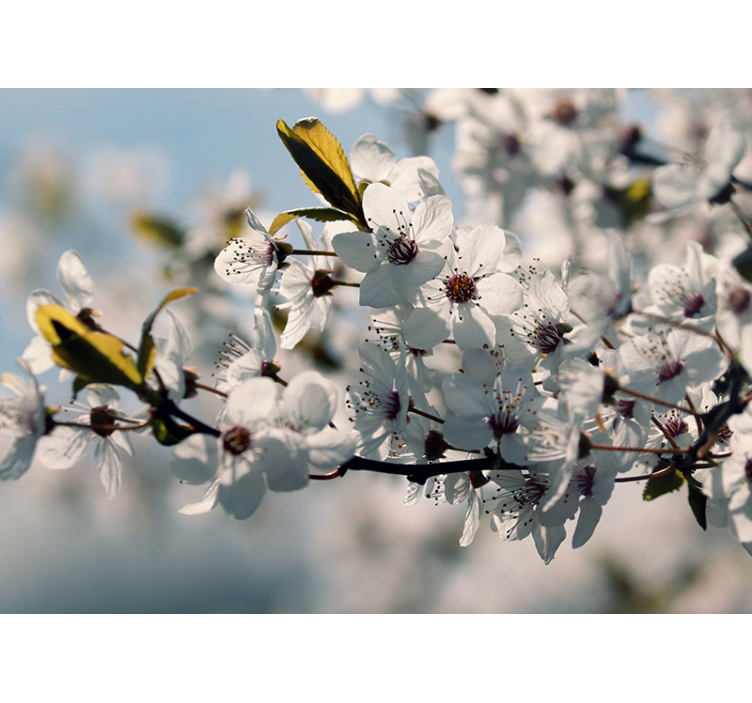 Fotomurale fiori stelo di fiore di sakura - TenStickers