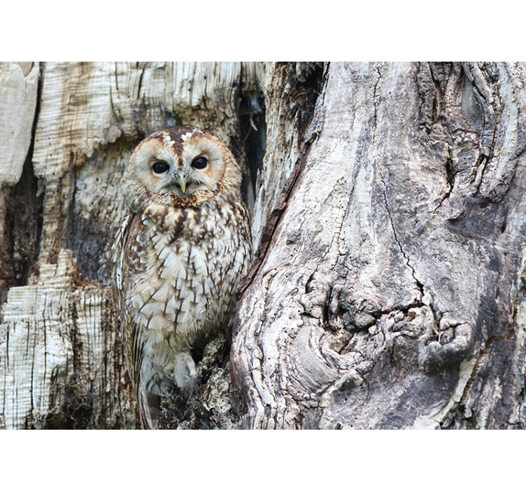 Fotomurale animali ritratto di gufo saggio - TenStickers