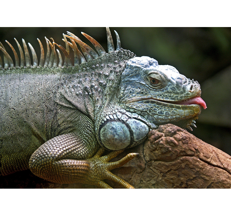 Fotomurale animali iguana maestosa in primo piano - TenStickers