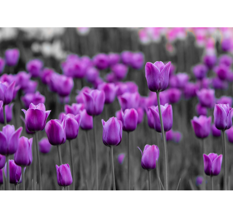 Fotomurale dente di leone fiori di tulipano viola - TenStickers