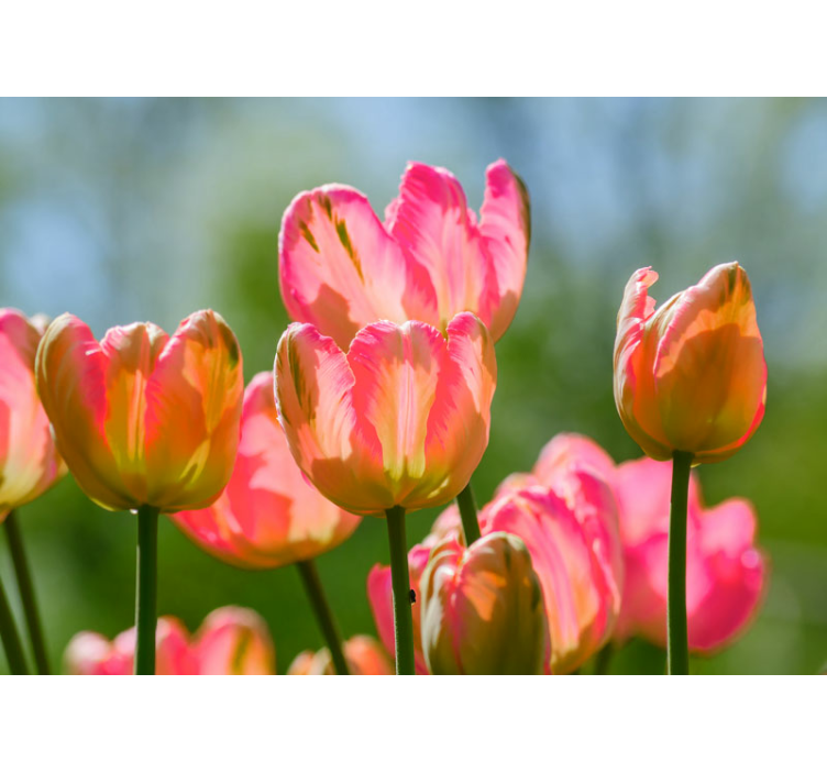 Fotomurale papaveri grandi tulipani rosa - TenStickers