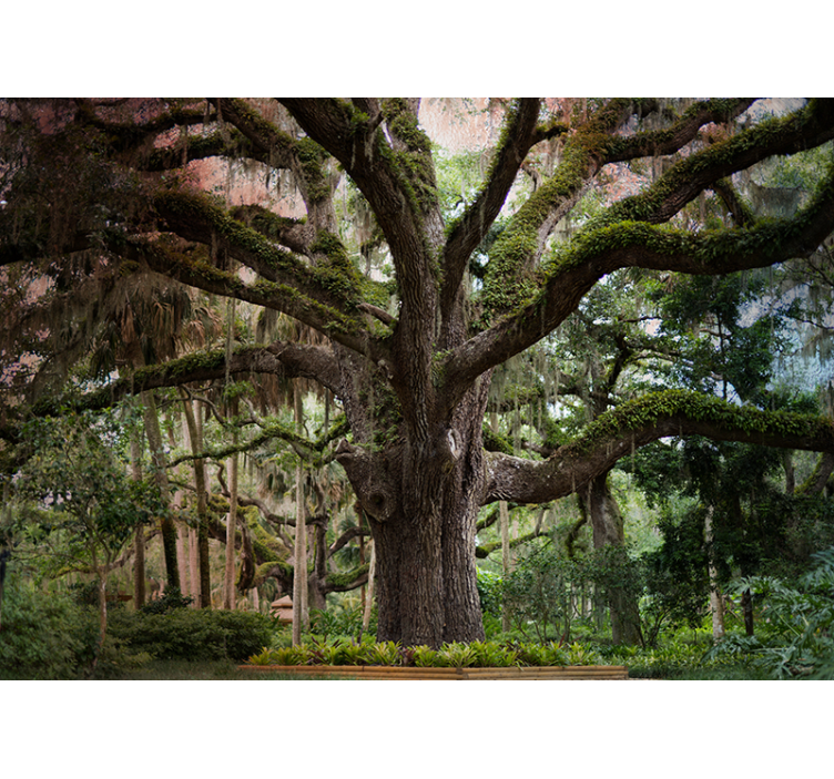 Fotomurale foresta maestosa quercia - TenStickers