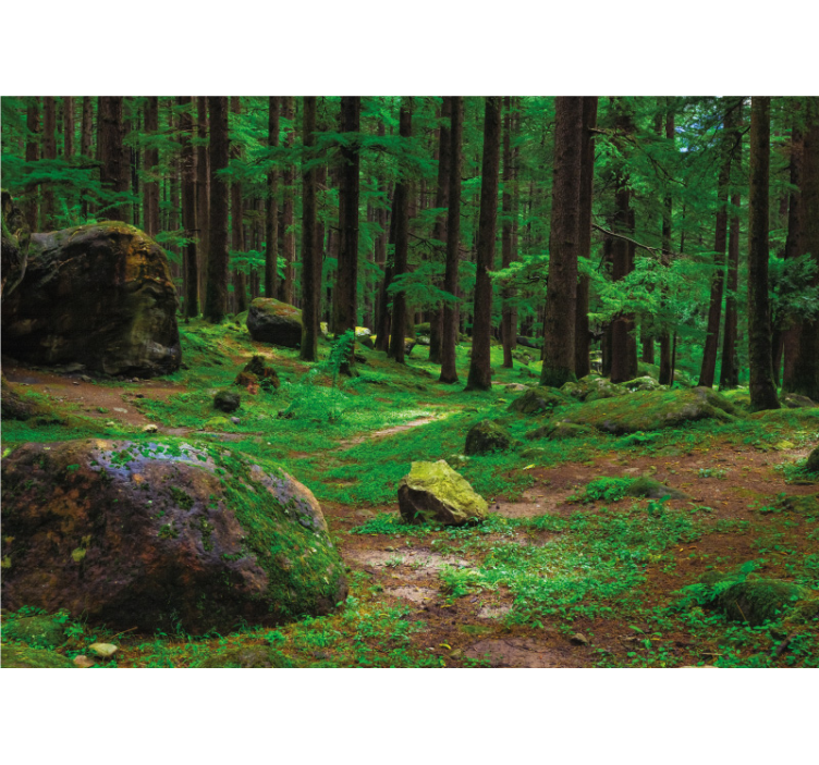 Fotomurale foresta posto verde lussureggiante - TenStickers