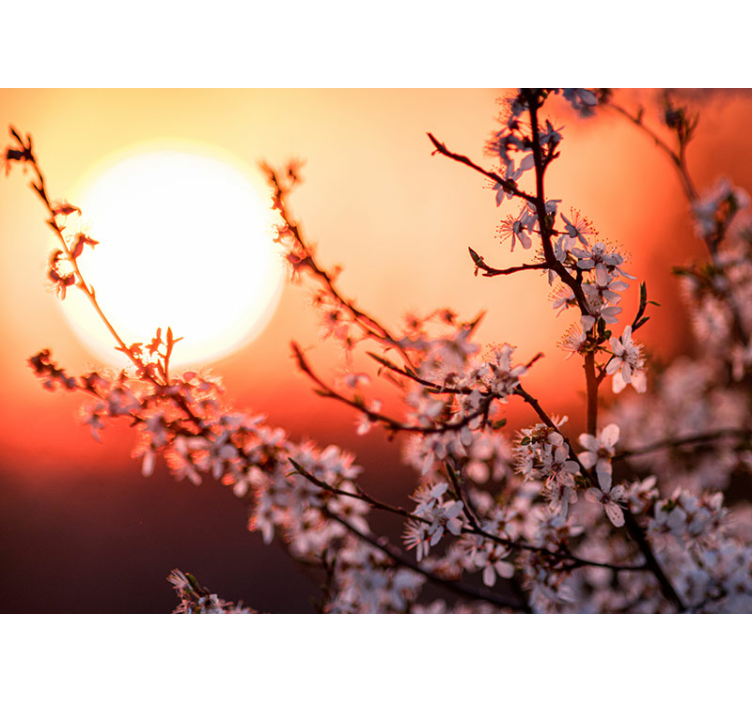 Fotomurale fiori esposizione fiorita al tramonto - TenStickers