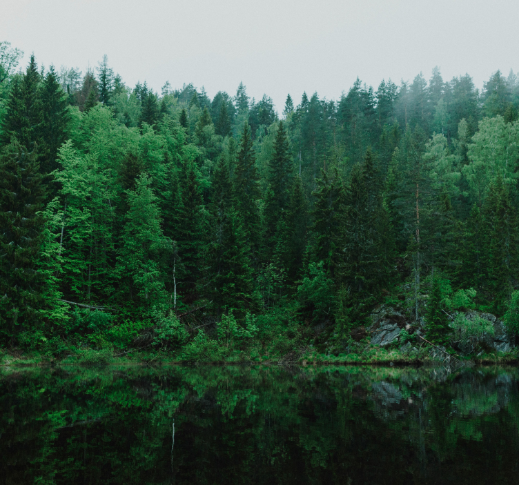 Fotomurale alberi foresta Profonda - TenStickers