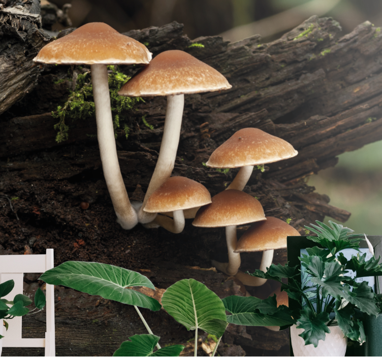 Fotomurale africano funghi e verdure della foresta - TenStickers
