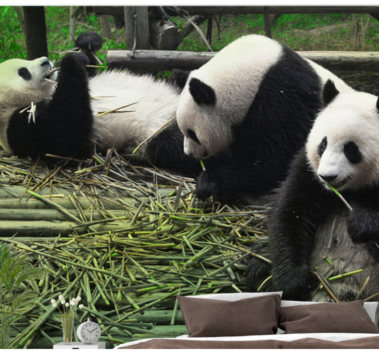 Fotomurale animali famiglia di panda giocosi - TenStickers