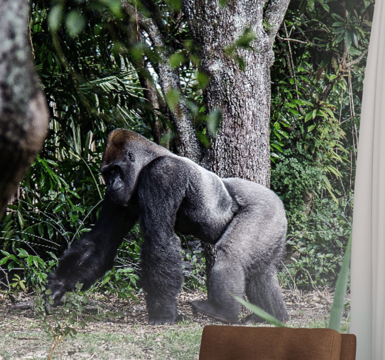 Fotomurale animali gorilla maestoso in passeggiata - TenStickers