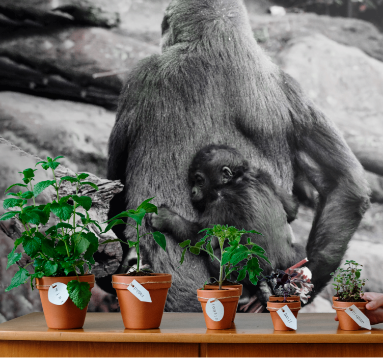 Fotomurale animali mamma e cucciolo di gorilla - TenStickers