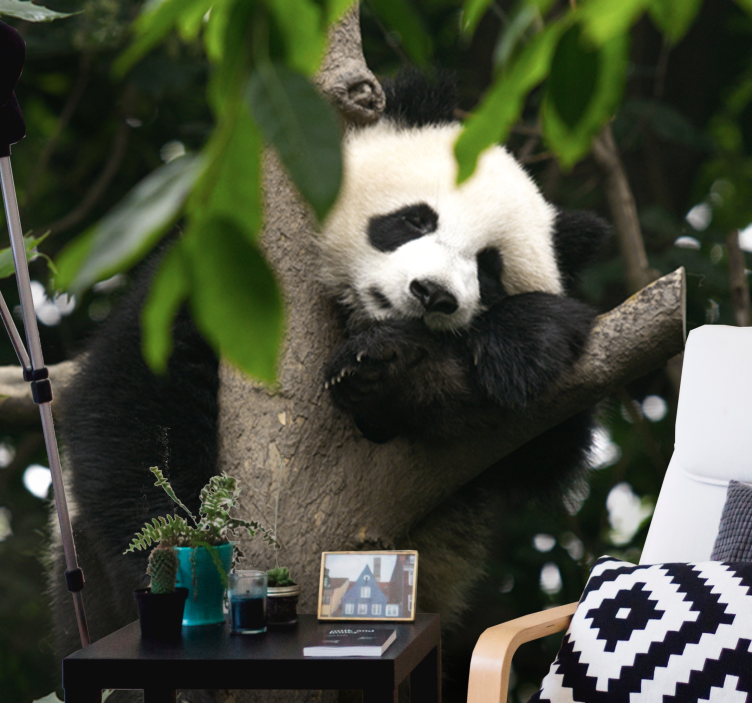 Fotomurale animali panda che riposa sull'albero - TenStickers