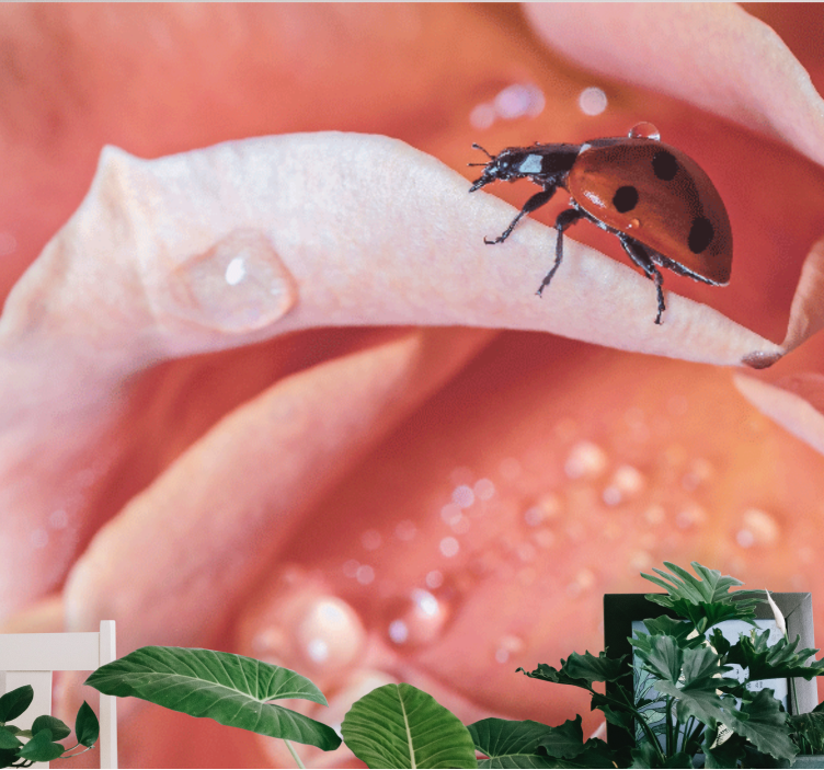 Fotomurale fiori coccinella su petalo - TenStickers