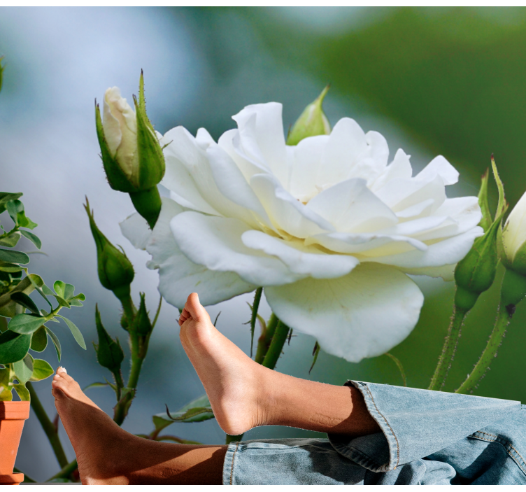 Fotomurale fiori elegante rosa bianca - TenStickers