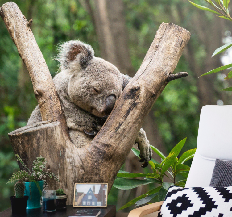 Fotomurale africano Adorabile koala addormentato - TenStickers