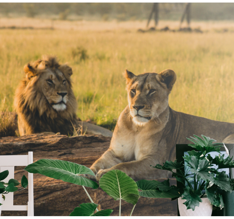 Fotomurali leone coppia di leoni maestosi - TenStickers