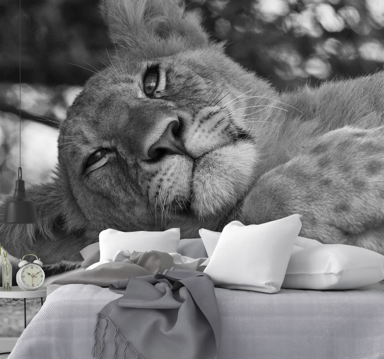 Fotomurali leone leone maestoso rilassante - TenStickers