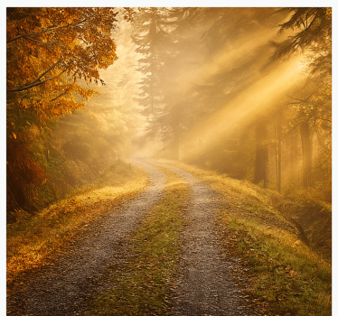 Carta da parati giungla foresta umida con luce solare - TenStickers