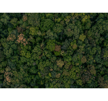 Fotomurale paesaggi siepe verde - TenStickers