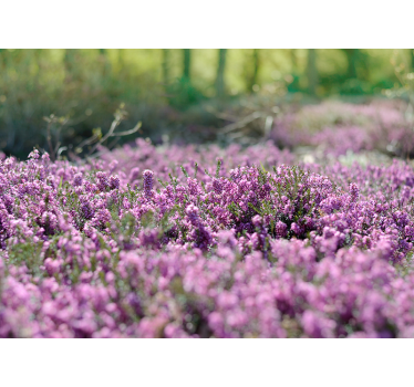 fotomurale 3d paesaggio campo di erica - TenStickers