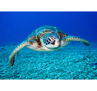 Fotomurale con tema marino con tartaruga - TenStickers