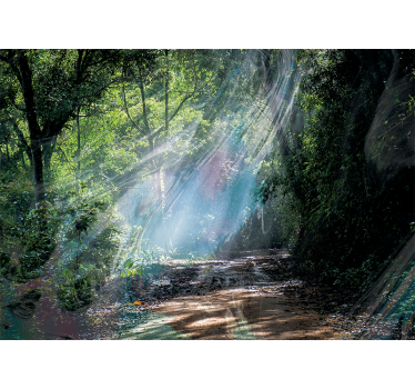 Carta da parati natura sentiero forestale radioso - TenStickers