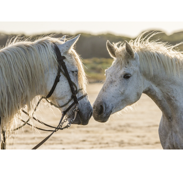 Fotomurale animali affetto tenero per cavalli - TenStickers