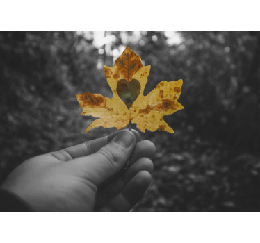 Fotomurali natura foglia a forma di cuore - TenStickers