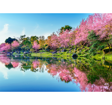 Fotomurale fiori riflessi dei petali di ciliegio - TenStickers