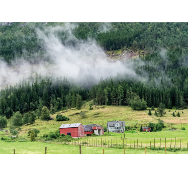 Fotomurali natura foresta norvegese - TenStickers