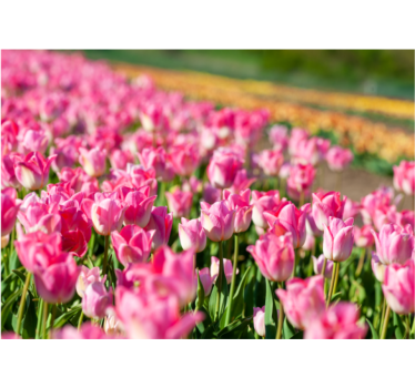 Fotomurale tulipani campo fiorito vibrante - TenStickers
