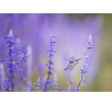 Fotomurale fiori colibrì e fiori - TenStickers