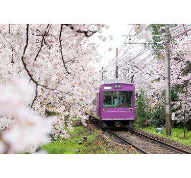 Fotomurale città treno dei fiori di ciliegio - TenStickers