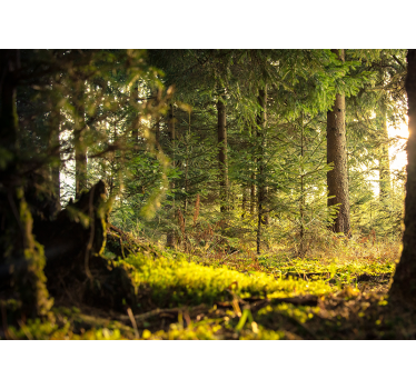 Fotomurale foresta paesaggio verde sereno - TenStickers