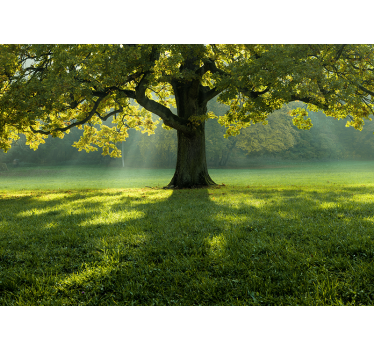 Fotomurali natura silhouette di albero maestoso - TenStickers