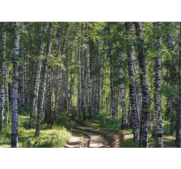 Fotomurali natura foresta di betulle serena - TenStickers