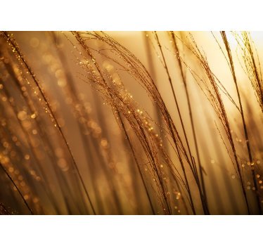 Fotomurali natura erba dorata gentile - TenStickers