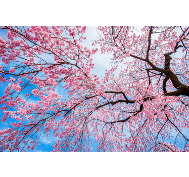 Fotomurale fiori fiori di ciliegio in fiore - TenStickers