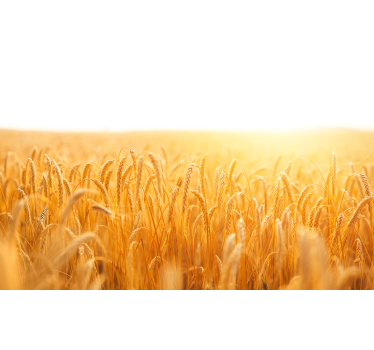 Fotomurali natura prato di grano dorato - TenStickers