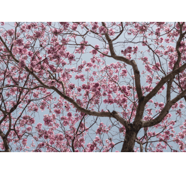 Fotomurale fiori ramo di fior di ciliegio - TenStickers