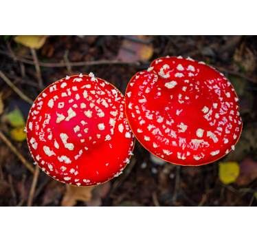 Fotomurali natura cappelli di fungo rossi - TenStickers