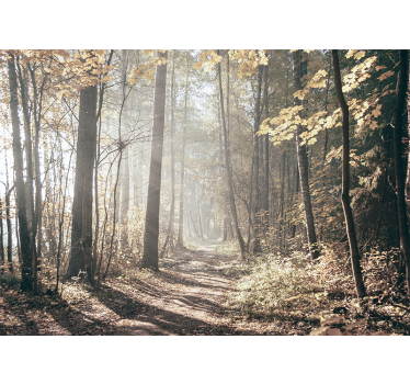 Fotomurale foresta sentiero d'autunno sereno - TenStickers
