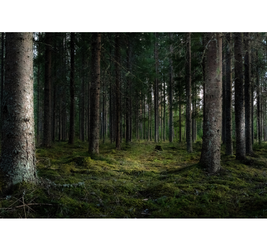 Fotomurale foresta paesaggio sereno - TenStickers