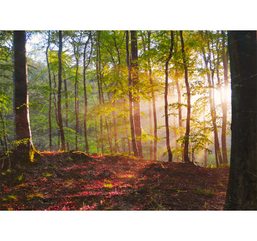Fotomurale foresta vista di bosco illuminato - TenStickers
