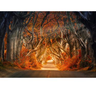 fotomurale foresta di alba di autunno - TenStickers
