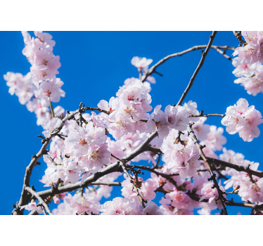 Fotomurale fiori ramo di fiori di ciliegio - TenStickers