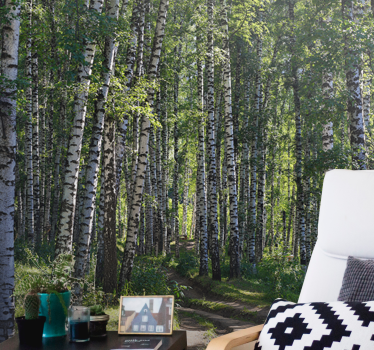 Fotomurali natura foresta di betulle serena - TenStickers
