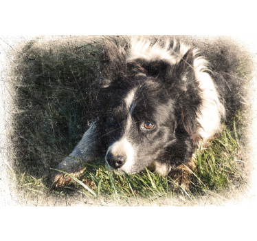 Poster animali effetto vintage personalizzato - TenStickers