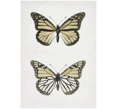 Poster con farfalle con ali aperte - TenStickers