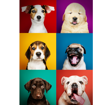 Poster con cani di varie razze - TenStickers