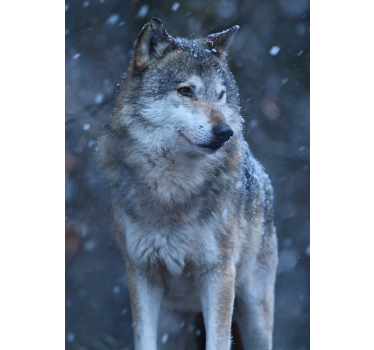 Poster con il lupo e la neve - TenStickers